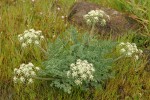 Large-fruited Biscuitroot