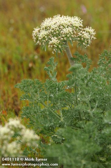 Lomatium macrocarpum