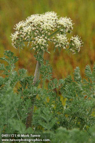 Lomatium macrocarpum