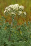 Large-fruited Biscuitroot blossoms & foliage