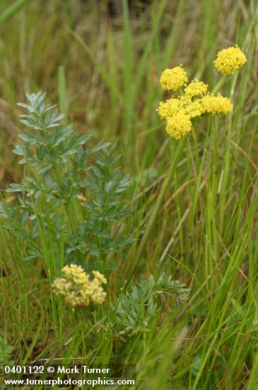 Lomatium cous