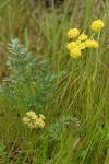 Cous Lomatium