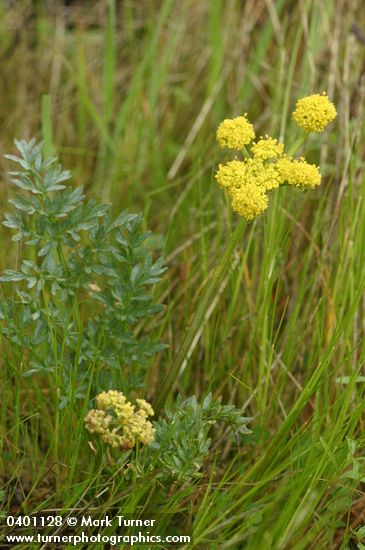 Lomatium cous