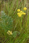 Cous Lomatium