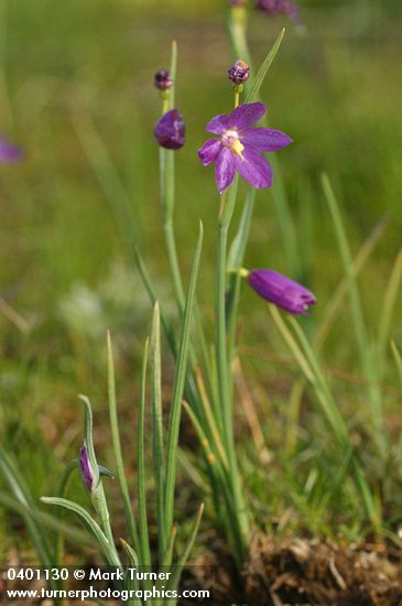 Olsynium douglasii var. inflatum