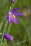 Grass Widow blossom detail