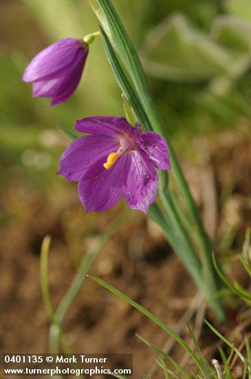 Olsynium douglasii var. inflatum