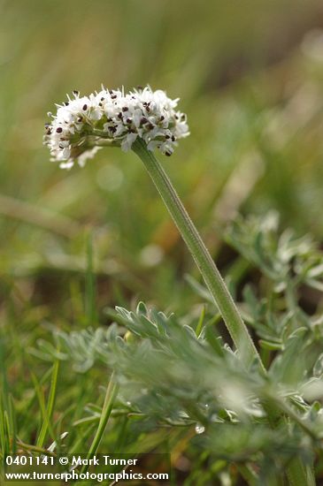 Lomatium piperi