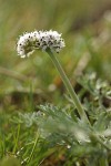 Salt and Pepper Lomatium