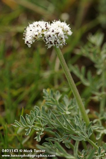 Lomatium piperi