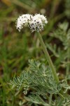 Salt and Pepper Lomatium