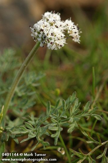 Lomatium piperi