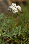 Salt and Pepper Lomatium