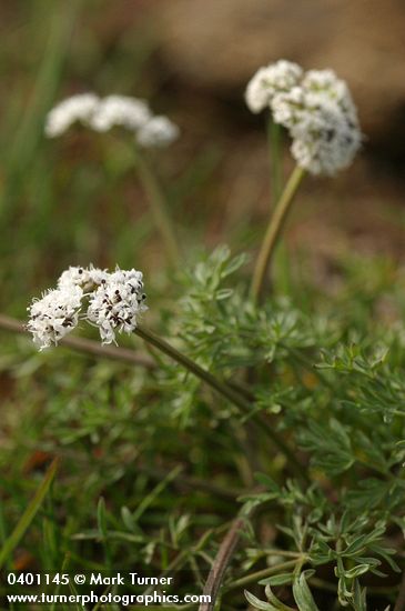 Lomatium piperi