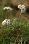 Salt and Pepper Lomatium