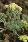 Large-fruited Biscuitroot