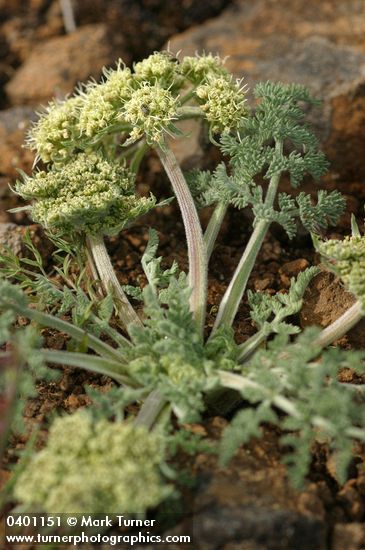 Lomatium macrocarpum