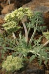 Large-fruited Biscuitroot