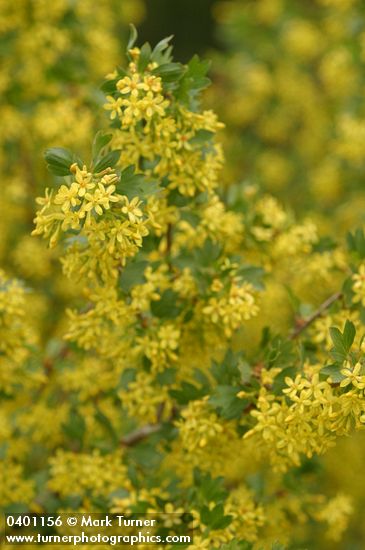 Ribes aureum