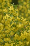 Golden Currant blossoms & foliage