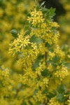 Golden Currant blossoms & foliage