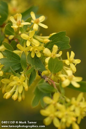 Ribes aureum