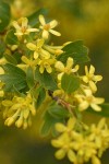 Golden Currant blossoms & foliage detail