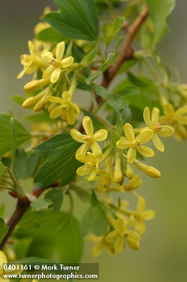 Ribes aureum