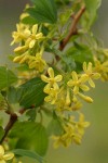 Golden Currant blossoms & foliage detail