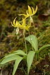 Glacier Lilies