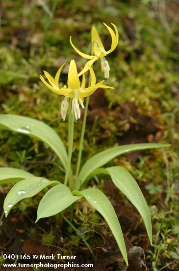 Erythronium grandiflorum