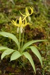 Glacier Lilies