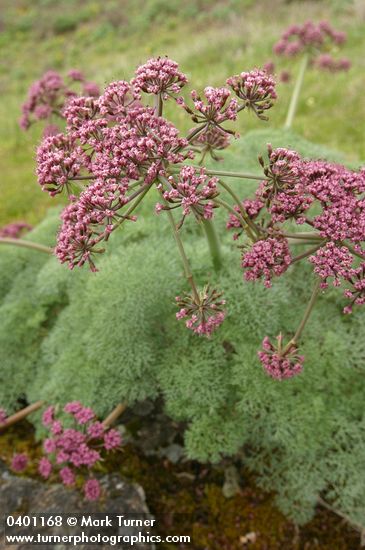 Lomatium columbianum