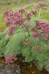 Columbia Desert Parsley