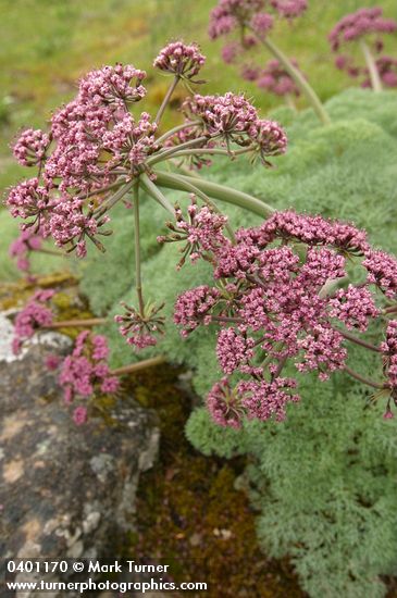 Columbia Desert Parsley