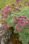 Columbia Desert Parsley