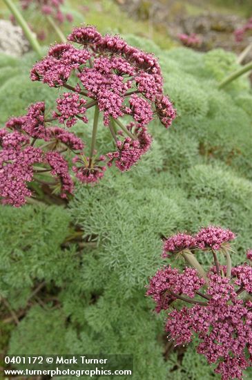 Lomatium columbianum