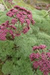 Columbia Desert Parsley