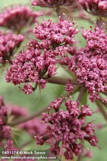 Lomatium columbianum