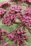 Columbia Desert Parsley blossoms detail