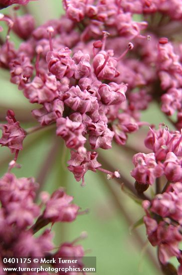 Lomatium columbianum