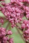 Columbia Desert Parsley blossoms extreme detail