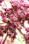 Columbia Desert Parsley blossoms extreme detail