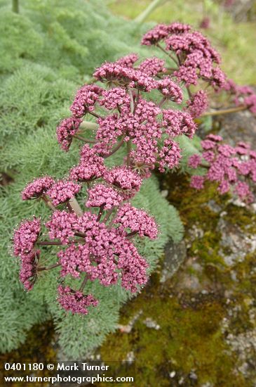 Lomatium columbianum