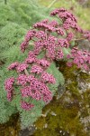 Columbia Desert Parsley