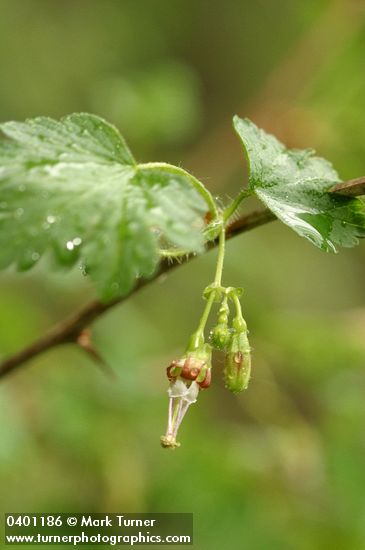 Ribes divaricatum