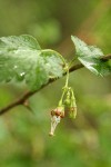 Straggly Gooseberry blossom & foliage detail