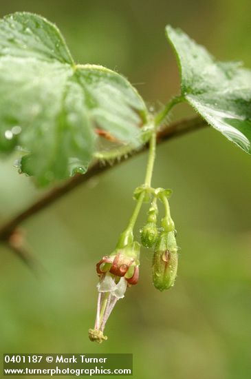 Ribes divaricatum