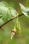 Straggly Gooseberry blossom & foliage detail