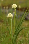 Death Camas